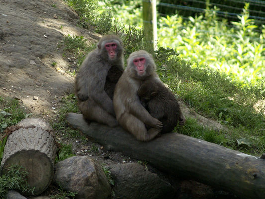 makaki japońskie
