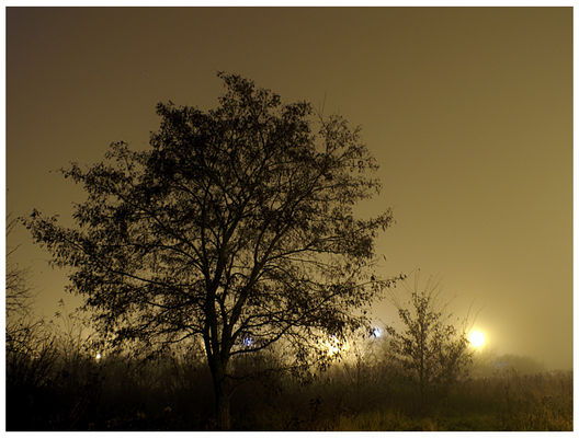 Opuszczony sad przy ul. Gwardii Ludowej
