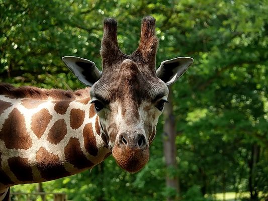 Żyrafa z płockiegoZOO
