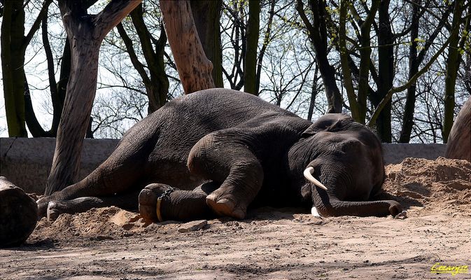 śpiący słoń
