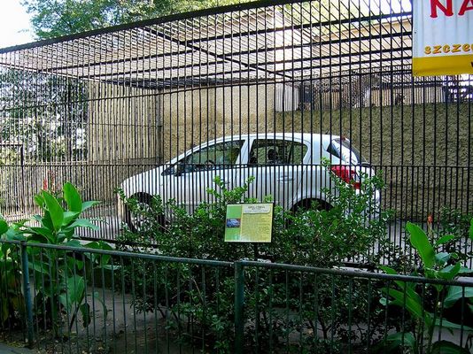 nowe zwierzę w ZOO - Opelicus corsicus
