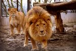 Lew_z_plockiego_zoo.jpg