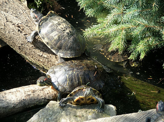 Żółwie w płockim ZOO
