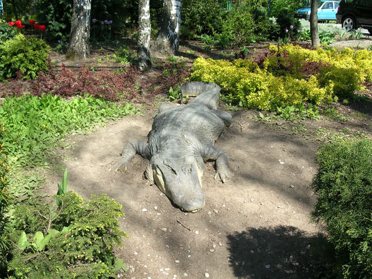 Wygrzewający się krokodyl w płockim ZOO.
