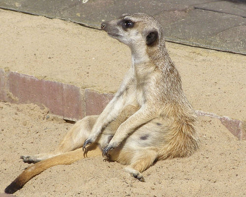 surykatka
slońce jest super.
Słowa kluczowe: surykatka