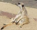 Meerkat.jpg