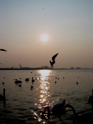 zachód słońca po stronie Płocka
Słowa kluczowe: Płock zachód słońca ptaki ładne