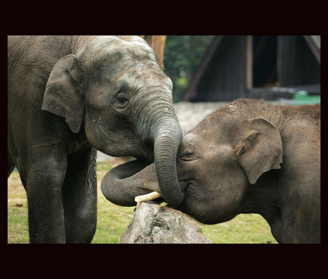słoniki
płockie Zoo
