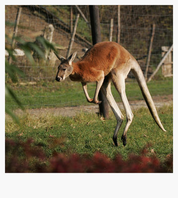 op op op 
płockie Zoo - jesień 2009
