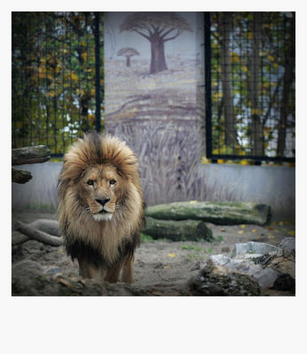 Król
płockie Zoo - jesień 2009
