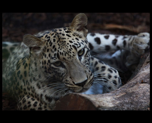 lampart
płockie zoo
