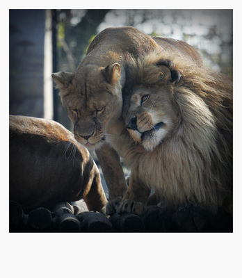 miłość rośnie wokół nas 
płockie Zoo - jesień 2009
