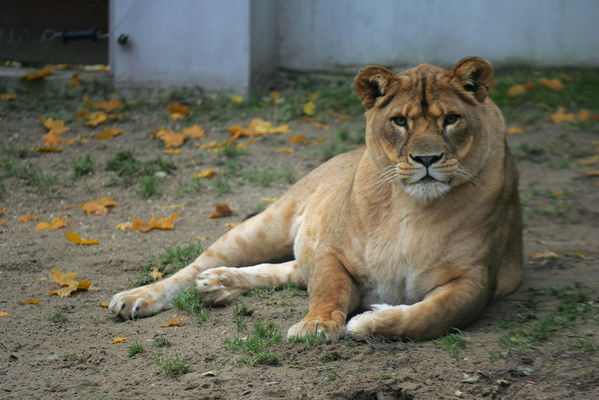 płockie zoo - lwica
jesień 2009
