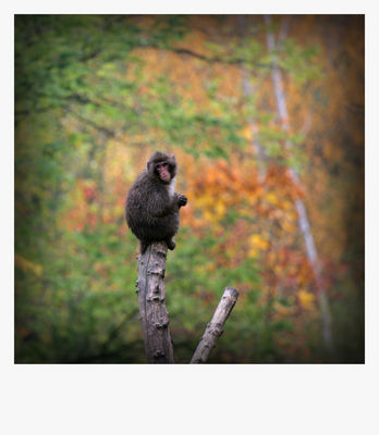 makak japoński
płockie Zoo - jesień 2009
