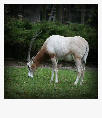 Oryks
płockie Zoo - jesień 2009
