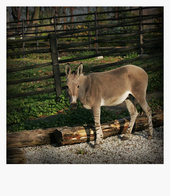 i ooooo i ooooo
płockie Zoo - jesień 2009
