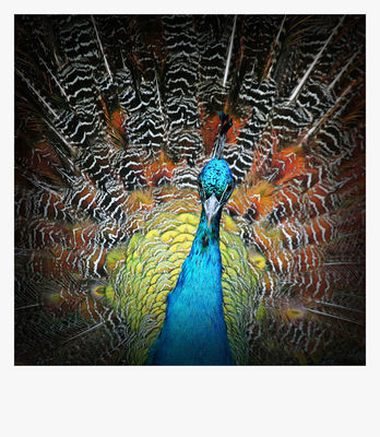 paleta barw
płockie Zoo - jesień 2009
