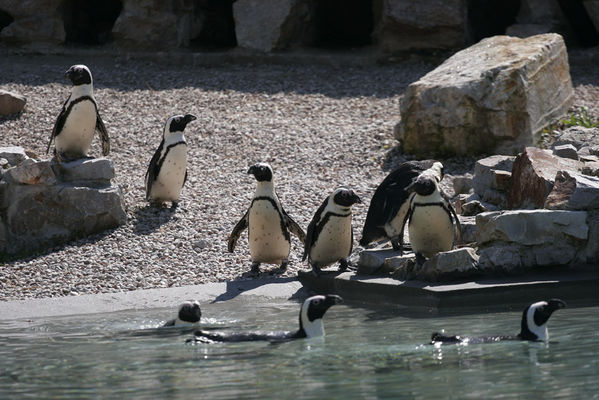 pingwinki
płockie zoo

