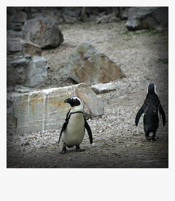 odchodzę .....
płockie Zoo - jesień 2009
