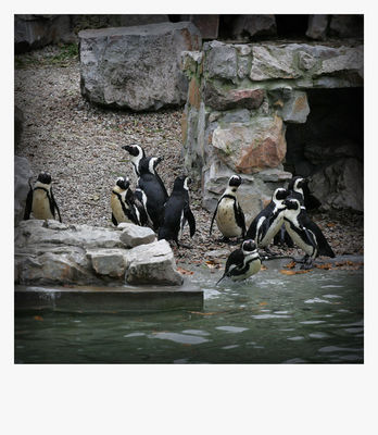 pingwinki
płockie Zoo - jesień 2009
