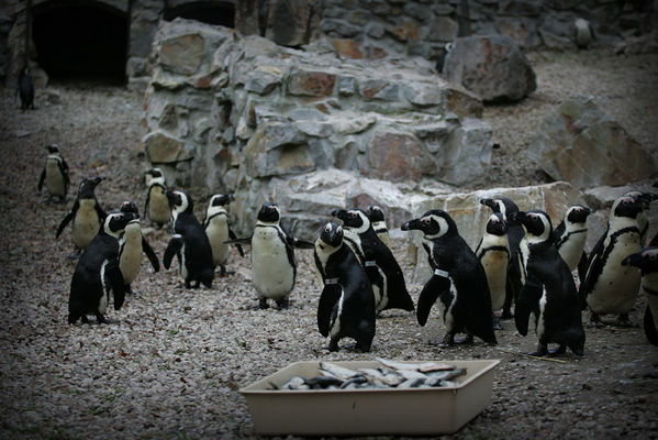 znowu śledzie
płockie Zoo - jesień 2009
