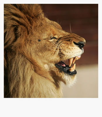 łaaaaaaaaaaaa
płockie Zoo - jesień 2009
