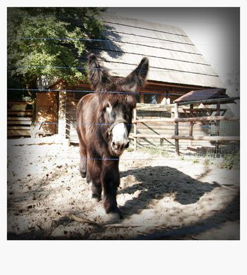 osiołek poitou
płockie Zoo - tylko w 16 ogrodach zoologicznych na świecie
