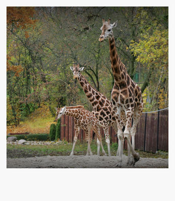 rodzinny portret
płockie ZOO 2009
