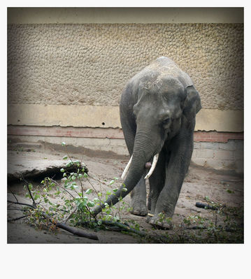 słoń
płockie Zoo - jesień 2009
