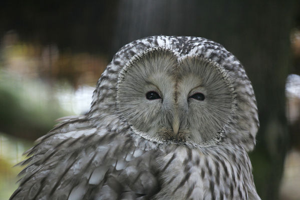 płockie zoo - sowa
jesień 2009
