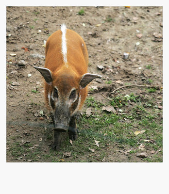 świnka
płockie Zoo 2009
