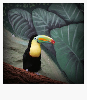 tukan
płockie Zoo - jesień 2009
