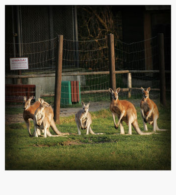 australijski klimacik
płockie Zoo - jesień 2009
