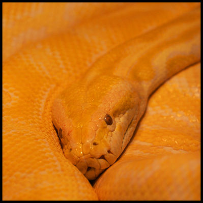 wążżżż
Płockie ZOO
