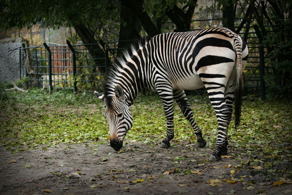 płockie zoo - zebra
jesień 2009

