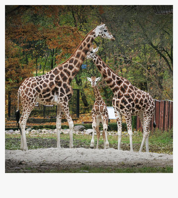 żyrafki - familijne
płockie Zoo - jesień 2009
