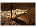 krokodylek.jpg