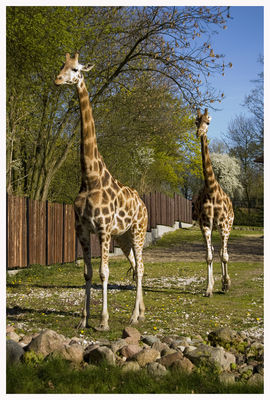 Żyrafy
wchodzą do szafy.
