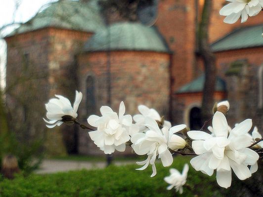 Magnolie przy Katedrze
