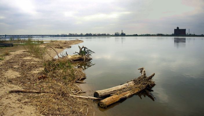 Standardzik z pniami
