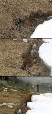 bóbr - mieszkaniec wałów wiślanych pod Wykowem, marzec 2010r.
on jest pod ochroną, a ludzie mieszkający przy wałach nie są pod ochroną - jedna strona medalu
Słowa kluczowe: bóbr - mieszkaniec wałów wiślanych pod Wykowem