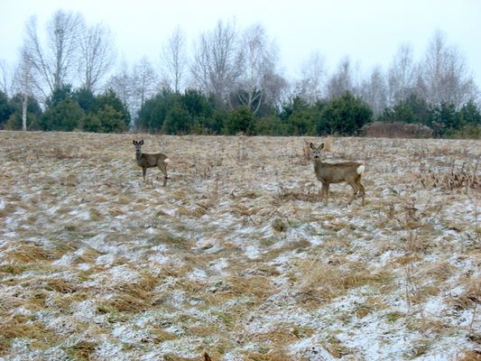 sarny
okolice Łącka
Słowa kluczowe: sarny okolice Łąck