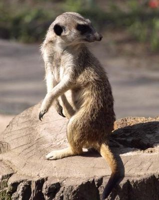 Surykatka
Płockie ZOO
