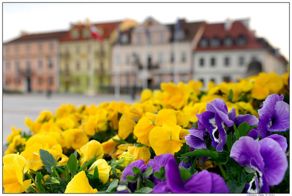 Stary Rynek 1
......... nareszcie wiosna .........
