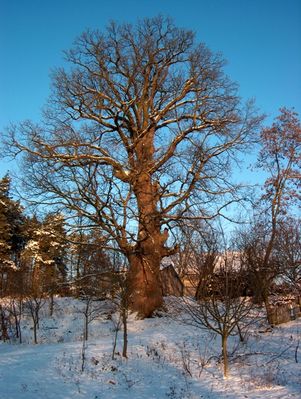 Pomnik przyrody.
Dąb pokaźnych rozmiarów i słusznego wieku. Okolice Białobrzegów i Kępy Polskiej.
