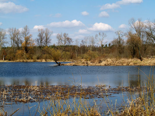 Marcowe spojrzenie na zalew w Wykowie
Lokalny, parohektarowy rezerwat wodny, oddzielony od Wisły wałem
Słowa kluczowe: Okolice Płocka, Wykowo, zalew