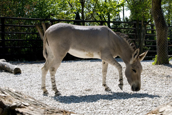 Plockie zoo - Osioł somalijski
