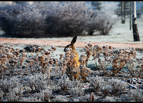 Mieszkaniec parku Zielony Jar
Zając w parku
Słowa kluczowe: Zając