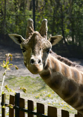 Plockie zoo - żyrafa
