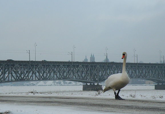 Łabędź na spacerze ;-)
